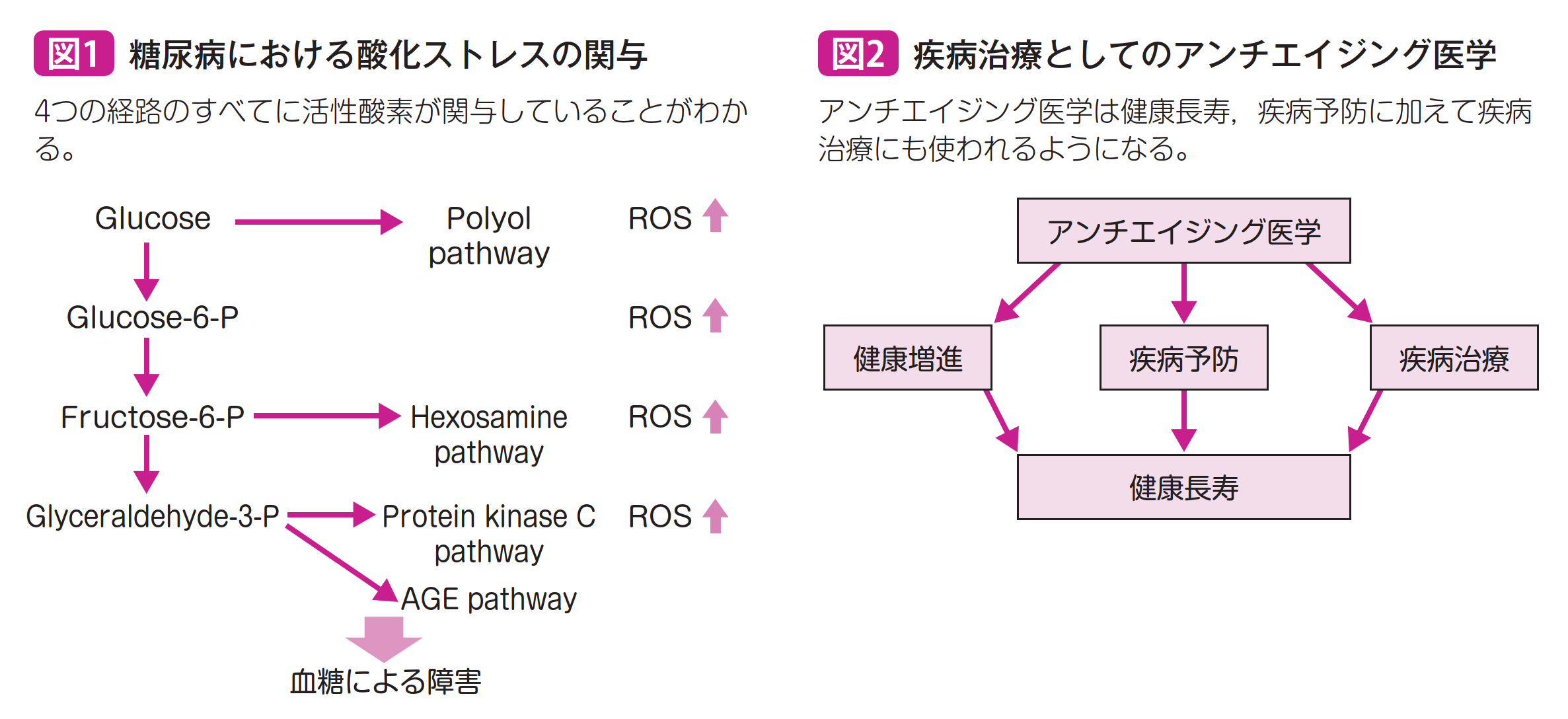 糖尿病における参加ストレスの関与・疾患治療としてのアンチエイジング医学