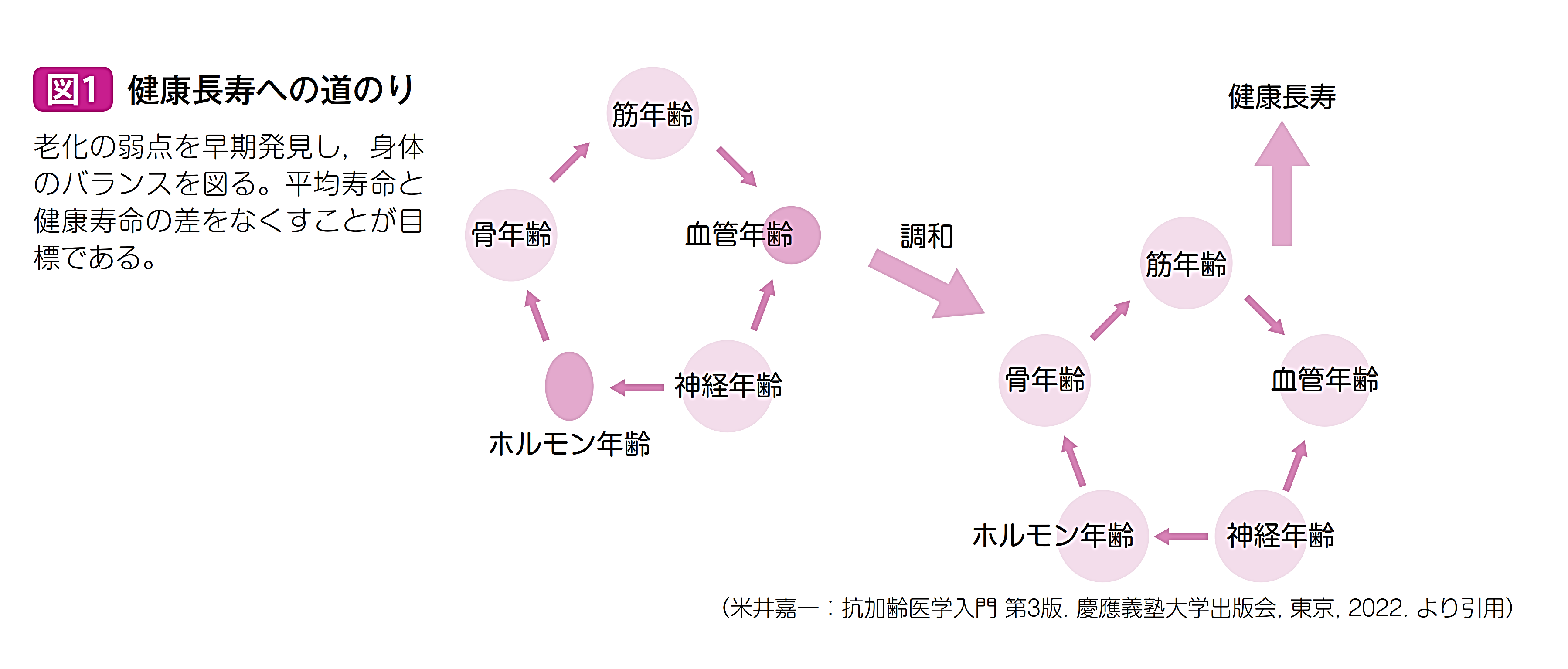 健康長寿への道のり